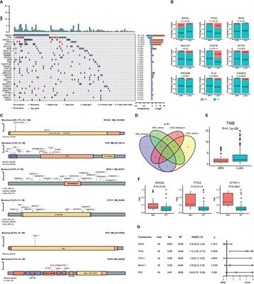 Whole exome sequencing in Chinese mucinous pulmonary adenocarcinoma uncovers specific genetic variations different from lung adenocarcinoma